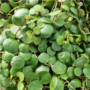 Peperomia Rotundifolia 'Pepperspot'